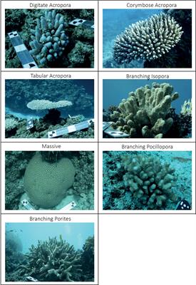 A Protocol for Extracting Structural Metrics From 3D Reconstructions of Corals